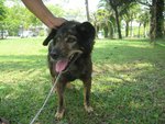 Brownie - Mixed Breed Dog