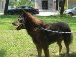 Brownie - Mixed Breed Dog