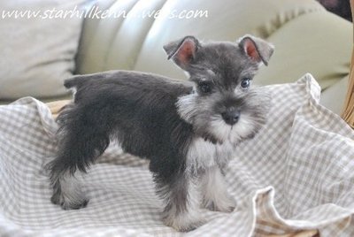 Min.schnauzer Puppy With Mka (M4) - Schnauzer Dog