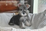 Min.schnauzer Puppy With Mka (M4) - Schnauzer Dog