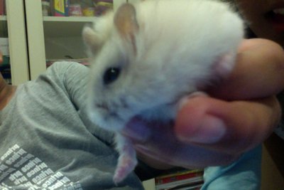 Spritzy - Roborovsky's Hamster Hamster