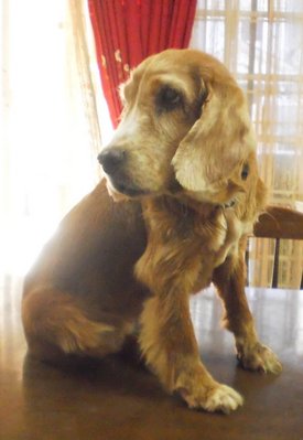 Lady Smellanor - Cocker Spaniel Dog