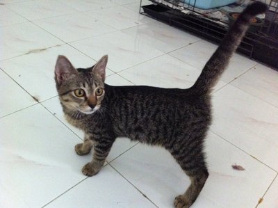 PF50482 - Domestic Short Hair Cat