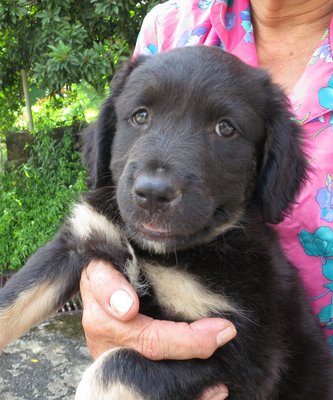 Big Black Ears - Mixed Breed Dog