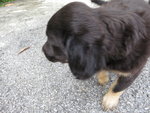 Big Black Ears - Mixed Breed Dog