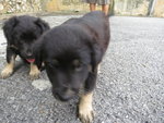 Big Black Ears - Mixed Breed Dog