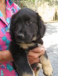 Big Black Ears - Mixed Breed Dog