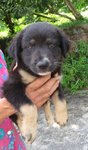 Big Black Ears - Mixed Breed Dog