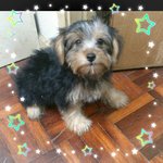 Yorkshire Male  Puppy - Yorkshire Terrier Yorkie Dog