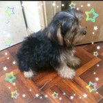 Yorkshire Male  Puppy - Yorkshire Terrier Yorkie Dog