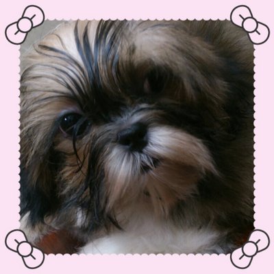 Shih Tzu  Female - Shih Tzu Dog