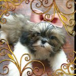 Shih Tzu  Female - Shih Tzu Dog