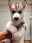 Grey And White Siberian Husky - Siberian Husky Dog