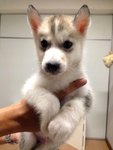 Grey And White Siberian Husky - Siberian Husky Dog