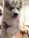 Grey And White Siberian Husky - Siberian Husky Dog