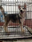 Grey And White Siberian Husky - Siberian Husky Dog