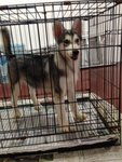 Grey And White Siberian Husky - Siberian Husky Dog