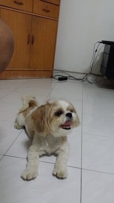 Banny - Shih Tzu Dog