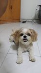 Banny - Shih Tzu Dog