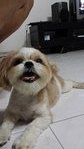 Banny - Shih Tzu Dog