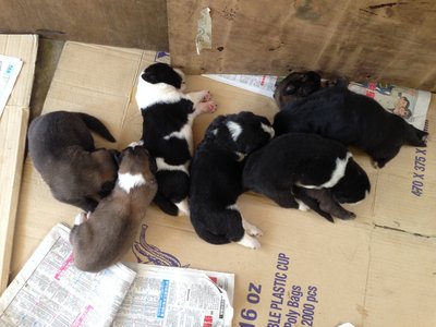 Puppies - Caucasian Sheepdog (Caucasian Ovtcharka) Dog