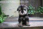 Min.schnauzer Puppy With Mka (M3) - Schnauzer Dog