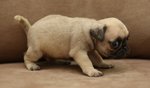 Quality Pug Champion Lineage   - Pug Dog