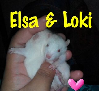 Elsa & Loki