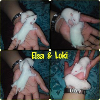 Elsa & Loki