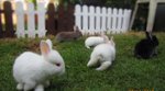 Bunny Angora+lionhead - Angora Rabbit + Lionhead Rabbit