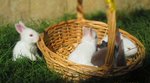 Bunny Angora+lionhead - Angora Rabbit + Lionhead Rabbit