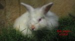 Bunny Angora+lionhead - Angora Rabbit + Lionhead Rabbit