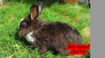 Bunny Angora+lionhead - Angora Rabbit + Lionhead Rabbit