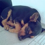 Stray Puppy Urgently Need Adoption - Mixed Breed Dog