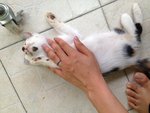 Enjoying her belly rub