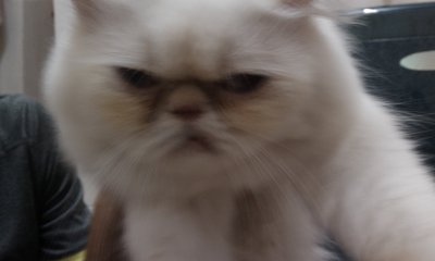 Muezza - Persian Cat