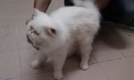 Muezza - Persian Cat