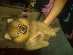 Mka Mini Pomeranian For Sale - Pomeranian Dog