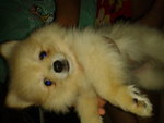 Mka Mini Pomeranian For Sale - Pomeranian Dog