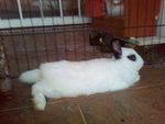 Paul - Angora Rabbit + Bunny Rabbit Rabbit