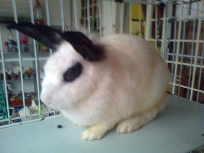 Junior - Angora Rabbit + Bunny Rabbit Rabbit