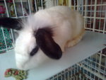 Junior - Angora Rabbit + Bunny Rabbit Rabbit