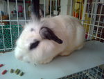 Dimple - Angora Rabbit + Bunny Rabbit Rabbit