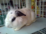 Dimple - Angora Rabbit + Bunny Rabbit Rabbit