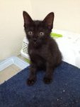 Itty Bitty Blackie  - Domestic Short Hair Cat