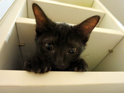 Itty Bitty Blackie  - Domestic Short Hair Cat