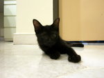 Itty Bitty Blackie  - Domestic Short Hair Cat