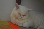 Sofea - Persian Cat