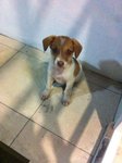 Milo (Temp) - Mixed Breed Dog