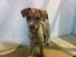 Milo (Temp) - Mixed Breed Dog